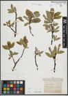 Foto von Salix hastata L.